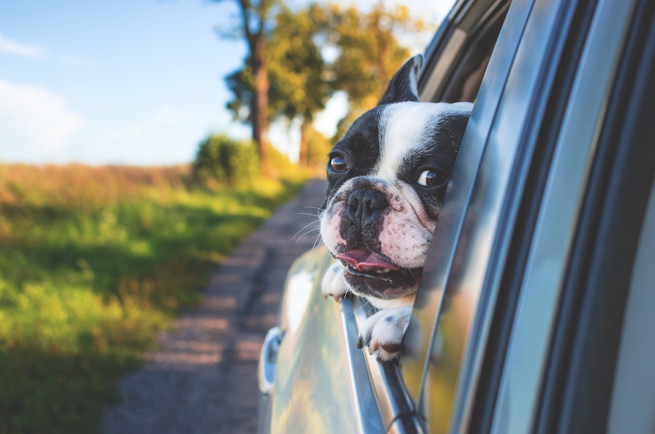 restraining pets in vehicles